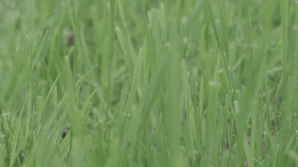 Fundo verde perfeito pela grama fresca. Estoque. Fundo verde natural — Vídeo de Stock