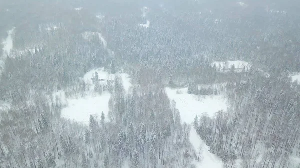 Το Top view από το χιονισμένο δάσος κωνοφόρων. Κλιπ. Θέα πάνω από το χιονισμένο δάσος το χειμώνα — Φωτογραφία Αρχείου