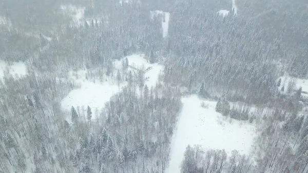 Το Top view από το χιονισμένο δάσος κωνοφόρων. Κλιπ. Θέα πάνω από το χιονισμένο δάσος το χειμώνα — Φωτογραφία Αρχείου