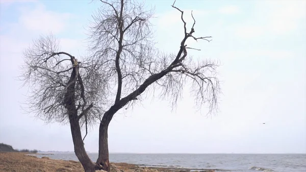 Árvore velha solitária à beira-mar. Filmagem. Tronco de árvore seco solitário na praia perto do mar em um dia nebuloso e chuvoso deprimente — Fotografia de Stock