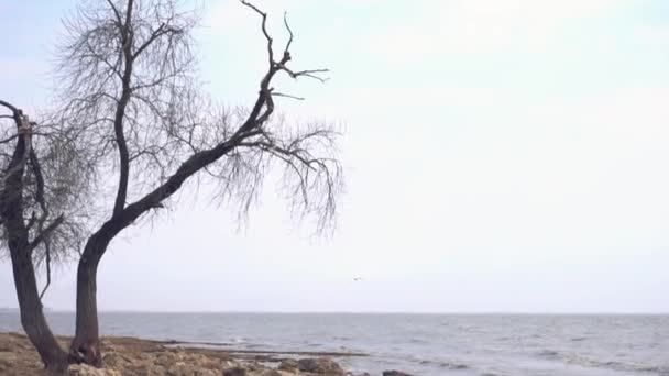 Yksinäinen vanha puu meren rannalla. Kuvamateriaalia. Yksinäinen kuiva puunrunko rannalla lähellä merta masentavana pilvisenä ja sateisena päivänä — kuvapankkivideo