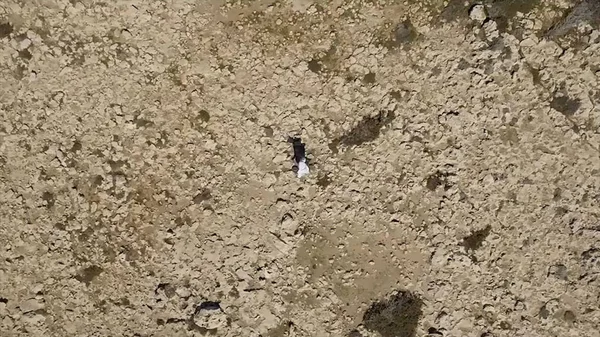 Aerial view footage of a man walking forward in the desert alone. Stock. Extreme sports. Man masters nature.The climber alone in the desert. Aerial view — Stock Photo, Image