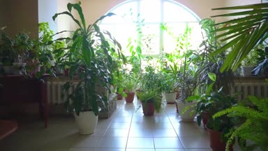Ofiste bitkiler. Hipster sanatçı çalışma alanı, bitkiler ve tuval. Hisse senedi. Ofis binaları ve yeşil bahçe