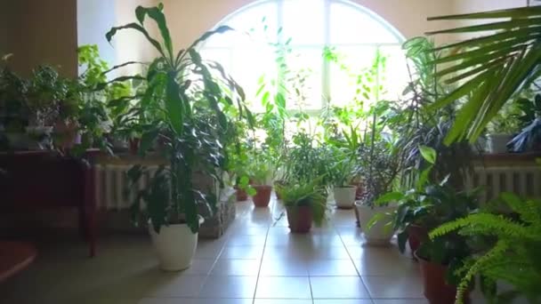 Растения в офисе. Хипстерский художник работает пространство, растения и канделябры. На складе. офисные здания и зеленый сад — стоковое видео