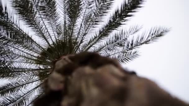 Palmeira fechar imagens de estoque. Estoque. Uma palmeira em close-up contra um céu azul e movimento do vento — Vídeo de Stock