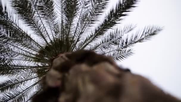 Palmier fermer les images de stock. Des actions. Un palmier en gros plan contre un ciel bleu et le mouvement du vent — Video