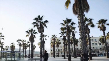 Palmiye ağaçları ve gökyüzü. Hisse senedi. Şehir Park palmiye ağaçları. Yaz günü, palmiye ağacı. Yaz seyahat kavramı arka plan