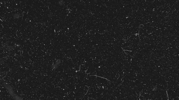 White dust particles moving slowly in space on black background. Abstract particle moving background. Slow motion macro dust particles explosive flow over black background — Stock Photo, Image