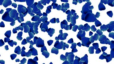 Beyaz arka plan üzerinde yükselen yaprakları gül animasyon. Yükselen mavi çiçek bırakır. Yükselen yaprakları. Loopable düşen yaprakları animasyon