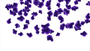 Beyaz zemin üzerine düşen yaprakları gül animasyon. Gül yaprakları düşüyor