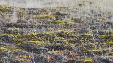 Bahar sahne alan çiçekleri, doğa manzara kır çiçekleri ile. Video. Kır çiçekleri bir alan içinde yaz