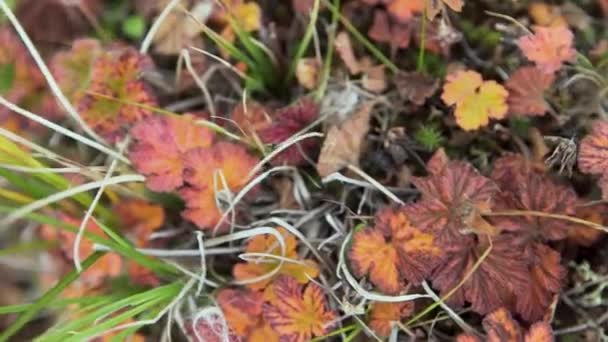 Fallen leaves lying on green grass. Video. Outside sunny autumn day. Forest ground flora close up, ecology nature macro with small depth of field. Field of dry grass close up, gloomy landscape of dry — Stock Video