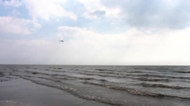 Dalgalar ve bulutlar uçan kuş denize sıfır sahil şeridi. Video. Volkanik kum plaj dalgalar deniz sıçrama. Huzurlu okyanus kıyı şeridi büyük köpük dalgalar kıyıya yıkama ifşa. En iyi sahne görünümünü
