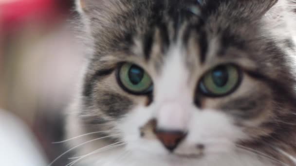 Retrato de um gatinho cinza triste de perto. Clipe. Fechar-se de cara de gato de mesa. Fundo Fauna. Close up vista de Cinza tabby gatinho bonito — Vídeo de Stock