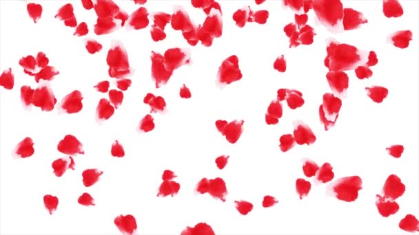 Abstract animation of falling flower petals. Red rose petals falling on the black background — Stock Video