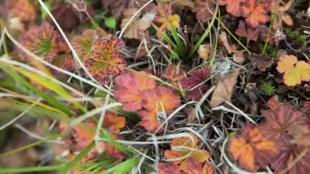 緑の草の背景にカラフルな秋を残します。平面図です。濡れた紅葉トップ ビュー、緑の草の上。ビデオ。秋に緑の草に明るい黄色の葉 — ストック動画