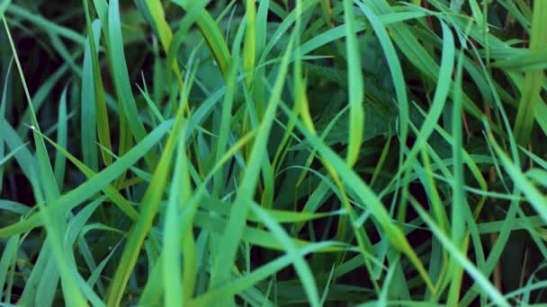 新鲜的绿草背景。绿草合上露水滴。雨后湿草。特写叶子。剪辑 — 图库视频影像