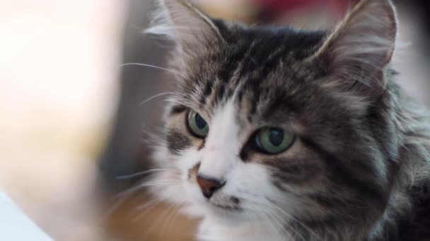 Кэт. Портрет красивой серой кошки вблизи. Кот с зелеными эаями, лицом вверх. Портрет домашней кошки. Клип — стоковое видео
