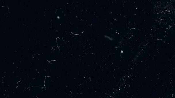 Повільний макрознімок частинок пилу на чорному тлі. Частинки білого пилу рухаються повільно в просторі на чорному тлі. Абстрактні частинки рухомого фону. Повільні частинки макро пилу — стокове відео