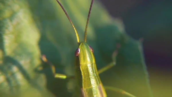 Zelená kobylka s hnědým hřbetem sedí na plochý list trávy. Zblízka zelená Grasshopper ukryl mezi letní listy. Klip — Stock fotografie