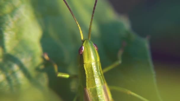 Een groene sprinkhaan met een bruine rug zittend op een vlakke blad van gras. Close-up groen Grasshopper verborg onder de bladeren van de zomer. Clip — Stockvideo