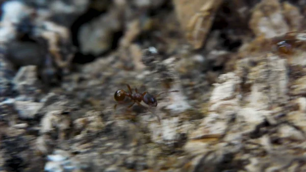 Macro mieren ant nest kolonie mierenhoop hectische drukke verkeer dieren insecten met bewegende snel heuvel teamwerk samenleving concept. Clip. Macro beeldmateriaal met bewegende mier. Slimme insect wiggles zijn kaken. — Stockfoto