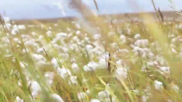 綿毛と草の緑の背景。ビデオ。田舎の夏の畑 - 美しい自然植物の綿毛紫花 — ストック動画