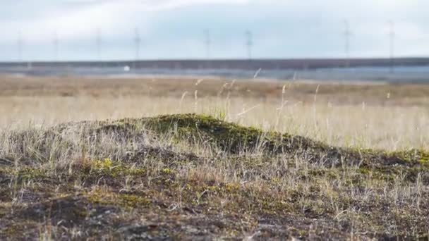 Otwarty w zwykły pokryte małych trawy, miękkie mchy i porosty. Wideo. Kamienie na trawie w hill. Piękny krajobraz pole z skał i kamieni w górach. Moss i rodzimych traw, ze wzgórza — Wideo stockowe