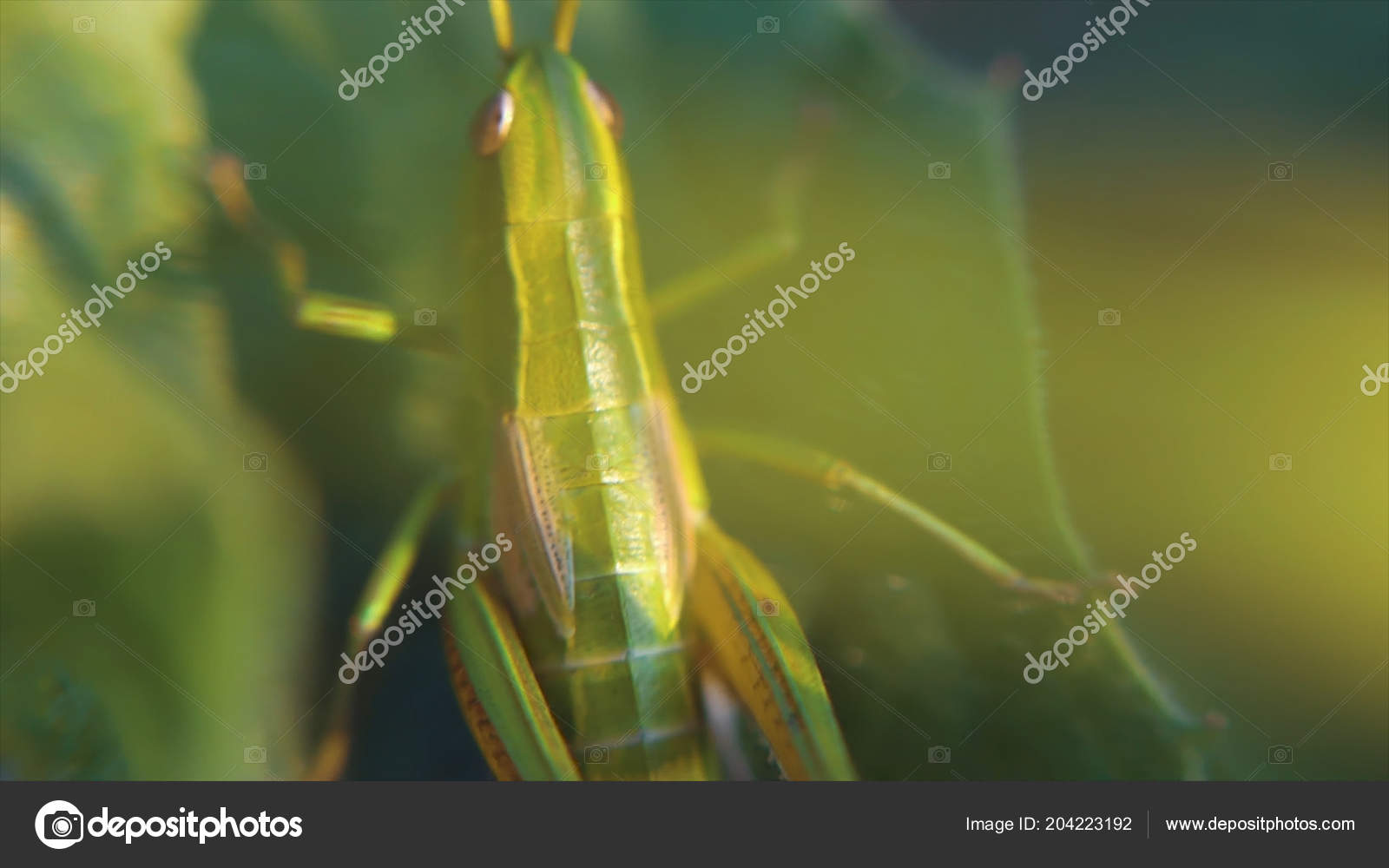 Insect macro spelen van licht en schaduw sprinkhaan achterop
