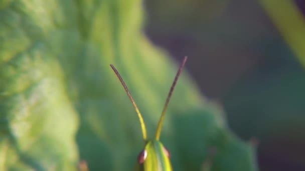 Insektenmakro-Spiel von Licht und Schatten auf dem Rücken der Heuschrecke. Insektenmakro Heuschrecke zurück. Clip — Stockvideo