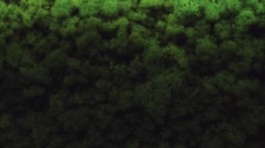 Yeşil doku arka plan, küçük yaprak yaprakları. Yeşil yosun arka plan