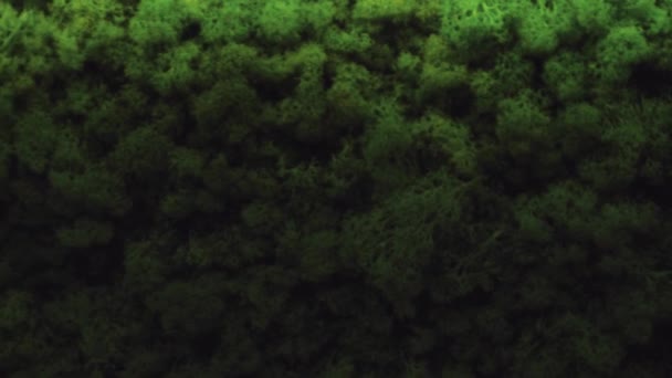 Folhas verdes textura fundo, folha pequena. Fundo de musgo verde — Vídeo de Stock