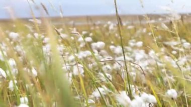 Kabartmak alanı kapatın. En yüksek kaliteli pamuk alan hasat hazırdır. Kabarık bir rüzgar tarafından üflenir sonra tohum Dispergatör bitkinin kapatın. Video