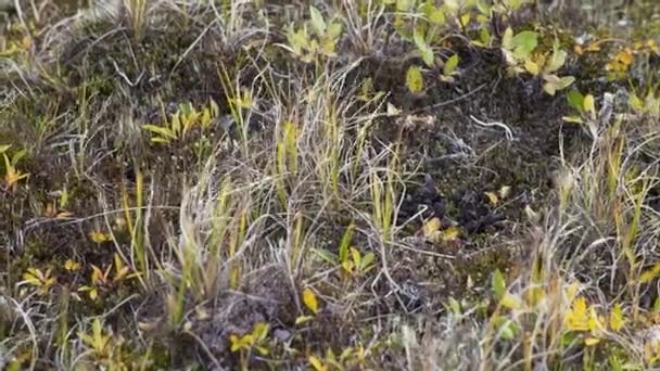 Wunderschönes Niedrigfeld-Gras, lange Makroaufnahme, grüne Pflanze, die im Wind mit Tiefenschärfe weht, Frühlingswiese, die Sonne scheint, Video. helle Lichtung mit wilden Blumen, Gras und Tau. Nahaufnahme — Stockvideo