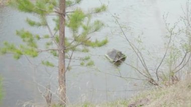 Bahar sahne için çim göl manzaralı. Hisse senedi. Sakin manzara
