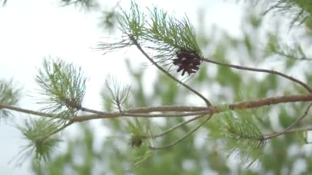 Zweige fraßen Nahaufnahmen. Aktien. Nadeln aus nächster Nähe gefressen — Stockvideo