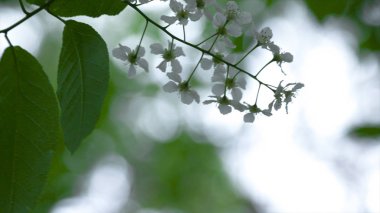 Beyaz elma çiçek şube. Hisse senedi. Beyaz çiçekli ağaç dalı. Doğa arka plan