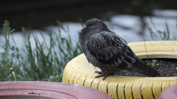 Duif staande op de rivieroever. Voorraad. Duif in het Park — Stockfoto