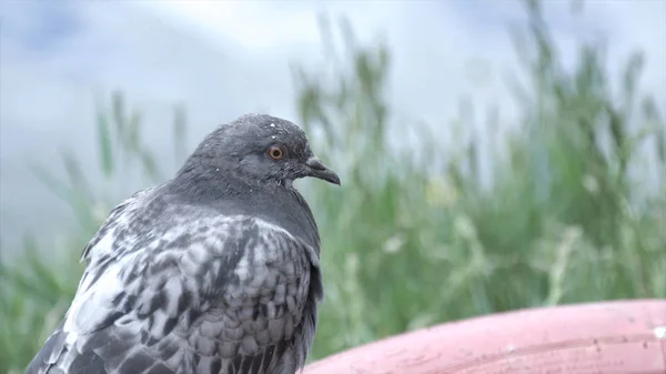 鳩川のほとりに立っています。在庫があります。公園で鳩 — ストック写真