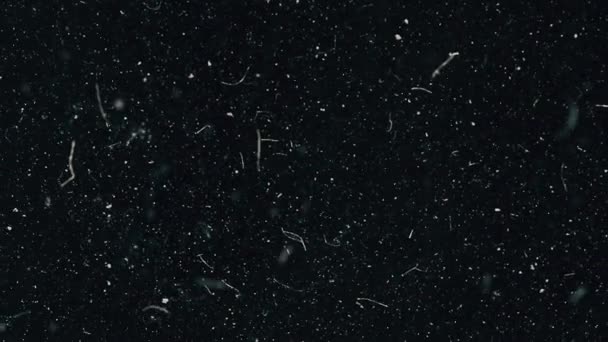 Stofdeeltjes die vallen op zwarte achtergrond, macro. stof deeltjes vliegen in de lucht boven de zwarte achtergrond met lichte lekkage. Abstract echte stof zwevend over zwarte achtergrond voor overlay — Stockvideo