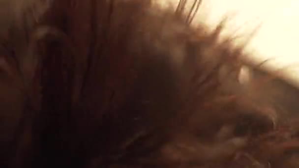 Womans Hair in a Swirling Wind. Frame. Close up of womens hair in the wind. The concept of female beauty — Stock Video