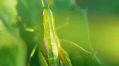 Çekirge. Çekirge yapraklarda. Küçük. Çekirge çim yaprağı üzerinde alanını kapat. yeşil çekirge. Makro görünümü