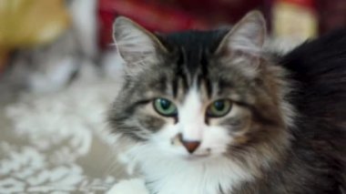 Siyah ve beyaz kedi portresi. Küçük. Yeşil gözlü güzel siyah ve beyaz erkek kedi.