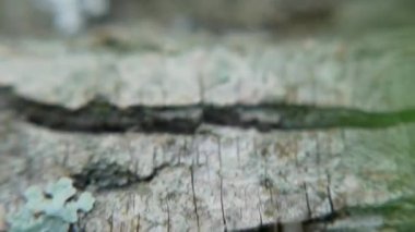 Makro çekim ahşap arka plan üzerinde kırmızı karınca. Küçük. Kırmızı karıncalar bir grup Ahşap ahşap yemek arıyor. Bir grup olarak ve destekleyici yaşayacak. Makro hayvan ve yumuşak odak. karıncalar ahşap üzerine