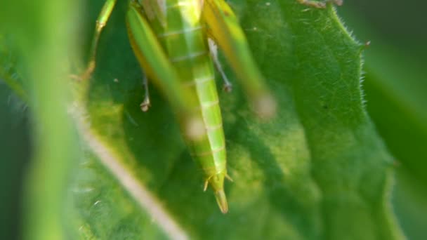 Saltamontes. saltamontes en hojas. Clip. Grasshopper en la hoja de hierba de cerca en el campo. Saltamontes verdes. Vista macro — Vídeos de Stock