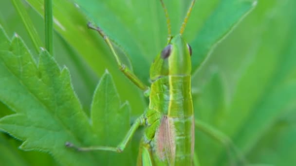 Konik polny. Grasshopper na liściach. Klip. Konik polny na liść trawa zbliżenie w dziedzinie. Pasikonik zielony. Zobacz makra — Wideo stockowe