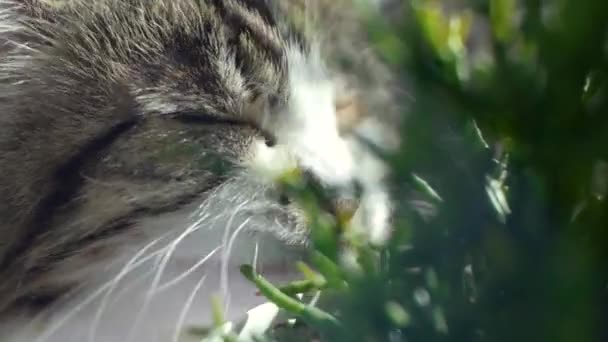 Cat is eating fresh green grass. Cat grass, pet grass. Clip. Natural hairball treatment, white, red pet cat eating fresh grass, green oats, emotionally, copy space, the concept of the health of Pets — Stock Video