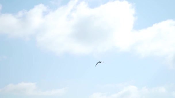 Seagull vliegen over een meer op de achtergrond van het bos. Voorraad. Natuurlijke achtergrond met een zeemeeuw boven het meer — Stockvideo