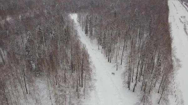 雪の松の木と小さな曲がりくねった小川の眺め.クリップ。冬の森の空中写真は、雪に覆われました。冬の森を凍結します。雪に覆われた空撮風景. — ストック写真