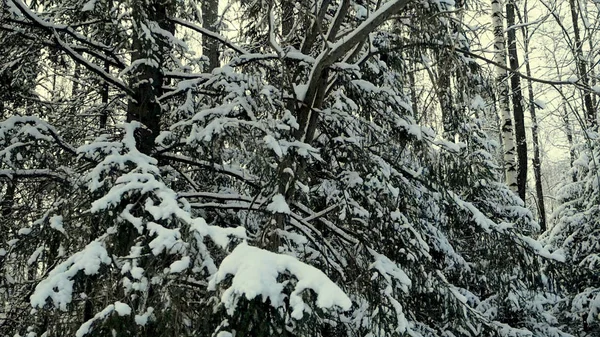 Zweige von Büschen im Schnee im Winter bei trübem Schneewetter. Clip. Äste im Winter mit Schnee bedeckt. verschneite Birkenstämme — Stockfoto